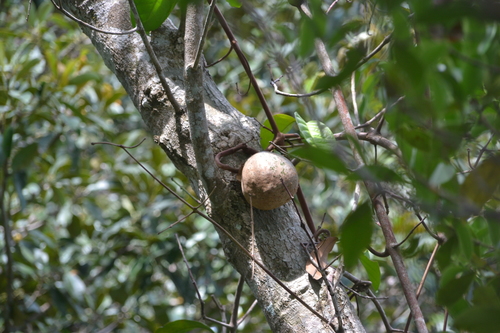 Tontelea ovalifolia