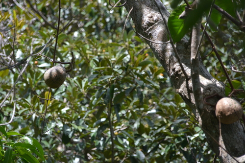 Image of Tontelea Ovalifolia (Tontelea ovalifolia) by (c) Letizia Weichgrebe, some rights reserved (CC BY)