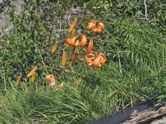 (c) Marc Riera, some rights reserved (CC BY) Lilium davidii, photograph (c) Marc Riera, some rights reserved (CC BY)