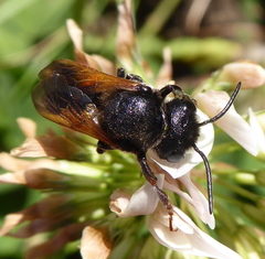 Megachile