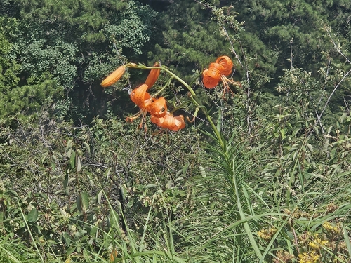 Lilium davidii, photograph 4