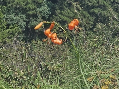 (c) Marc Riera, some rights reserved (CC BY) Lilium davidii, photograph (c) Marc Riera, some rights reserved (CC BY)