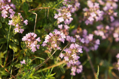 Thymus pulegioides pulegioides