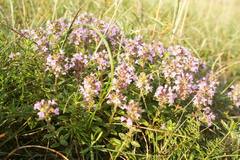 Thymus pulegioides pulegioides
