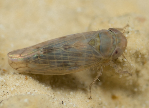 Beetroot Leafhopper