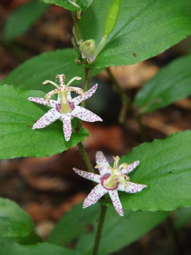 Tricyrtis affinis, photograph 4