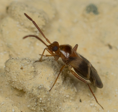 Ceratocapsus apicatus