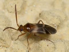Ceratocapsus apicatus