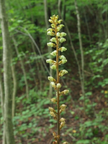 Tianma (Gastrodia elata)