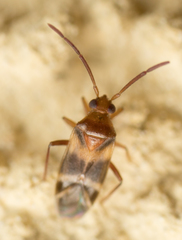 Ceratocapsus apicatus