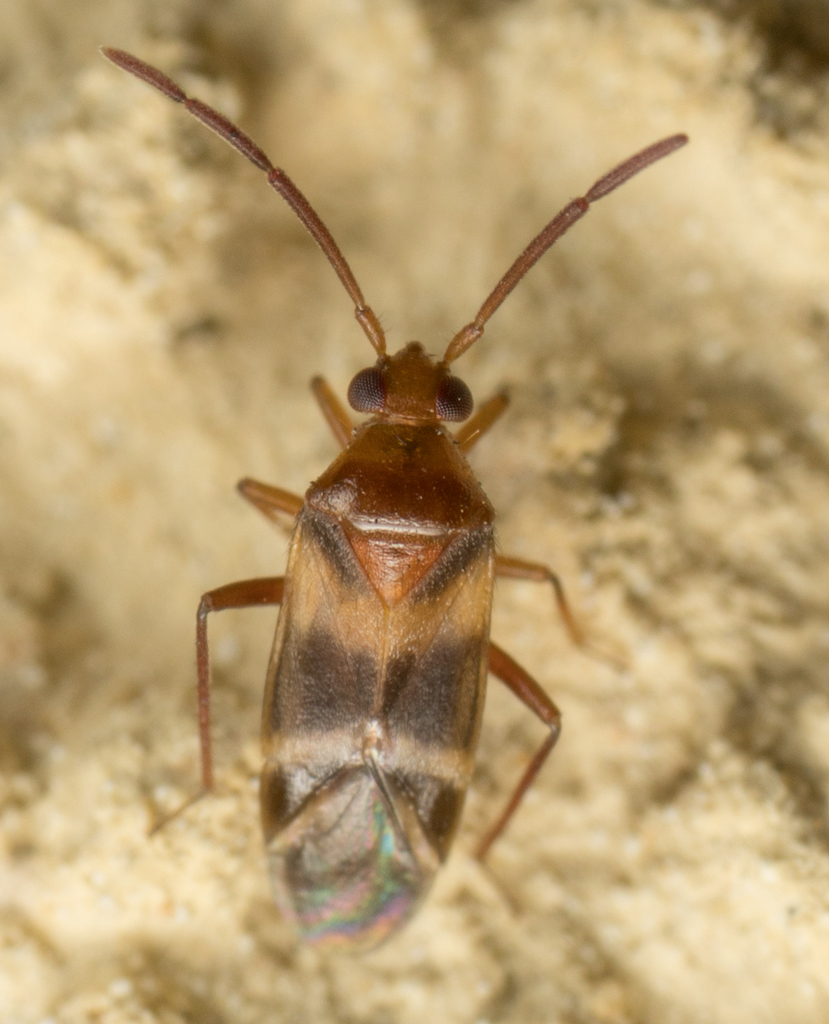 Ceratocapsus apicatus