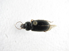 Anisodactylus verticalis