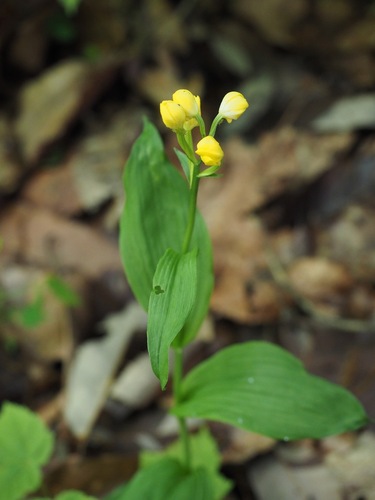Cephalanthera falcata (Cephalanthera falcata)