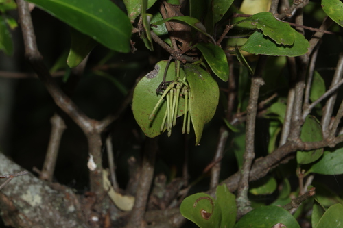 Amyema congener (Amyema congener)