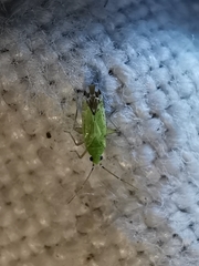 Macrotylus atricapillus