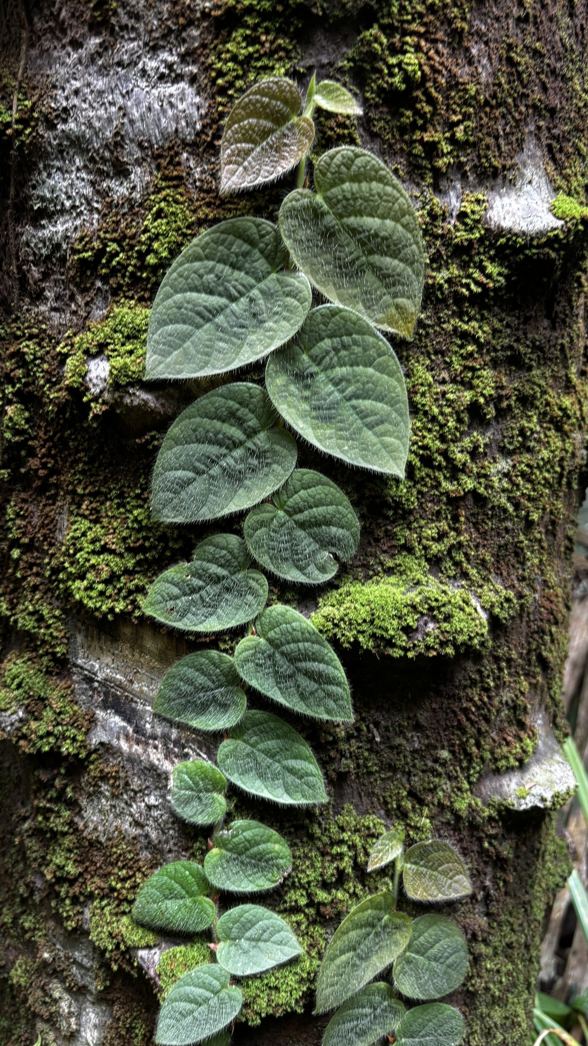 Ficus villosa (Ficus villosa)