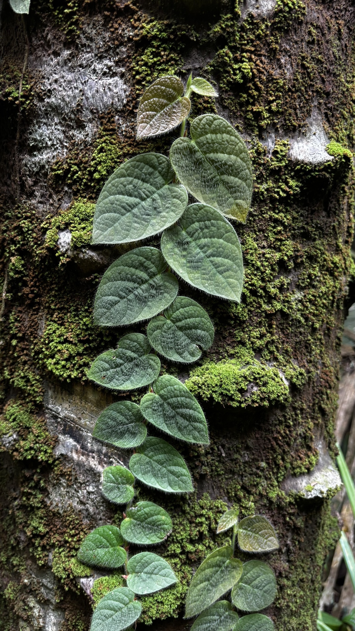 Ficus villosa — ảnh 2