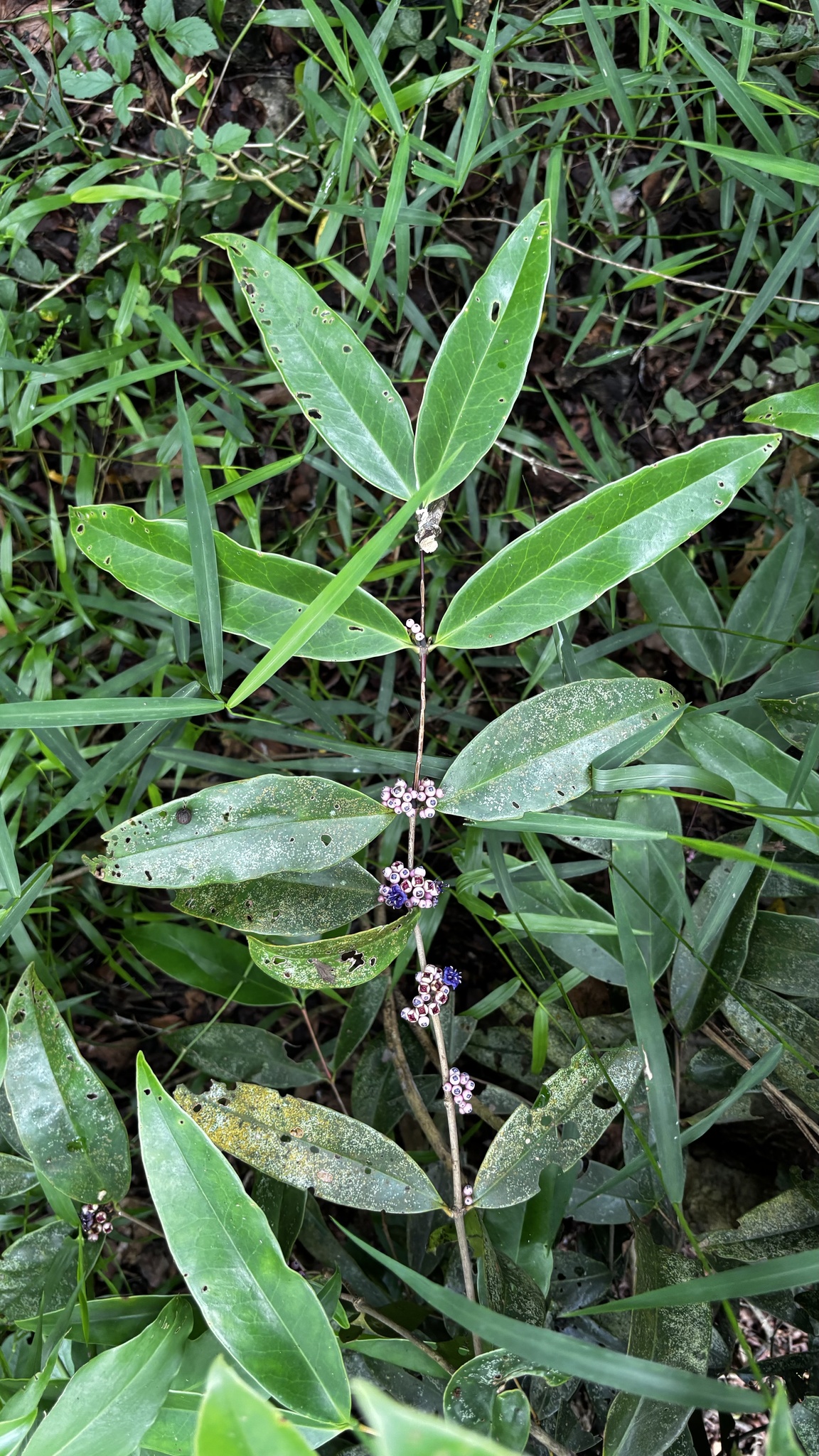 Memecylon caeruleum (Memecylon caeruleum)