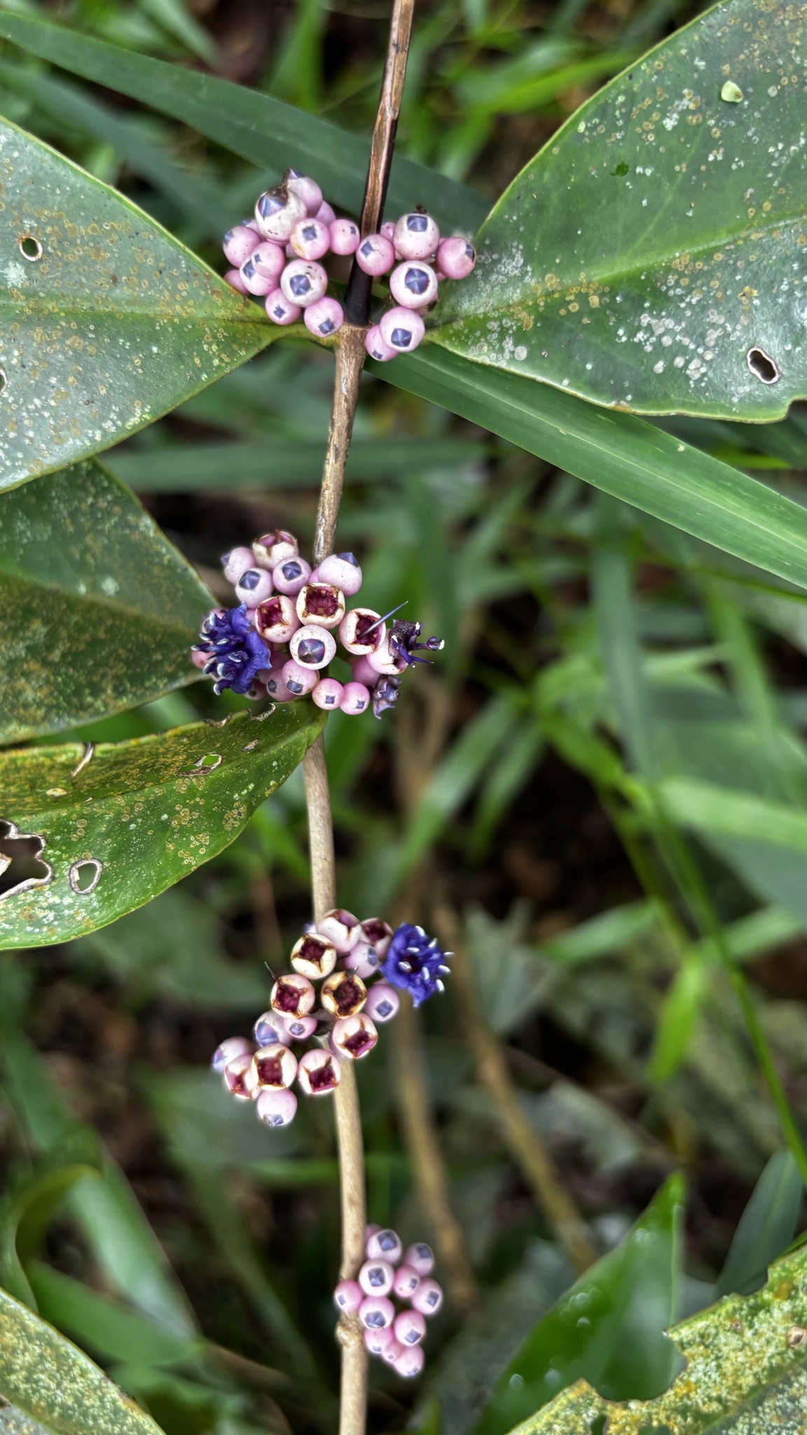 Memecylon caeruleum — ảnh 2