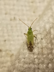 Macrotylus atricapillus