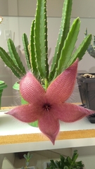 Stapelia grandiflora