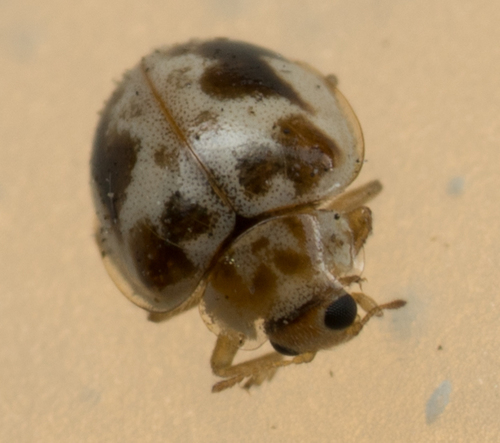 Kidney-spotted Fairy Lady Beetle (Psyllobora renifer), a species recorded in Oklahoma