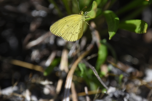 Small Grass-yellow