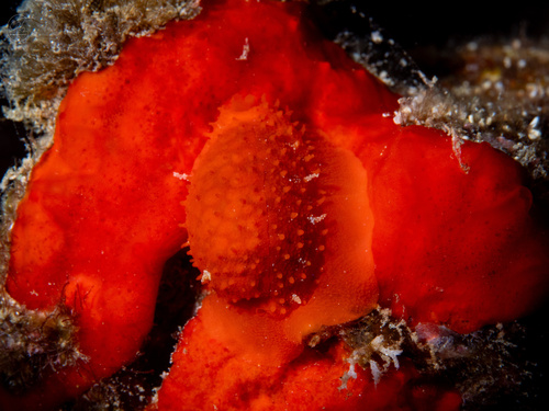 Cypraea gaskoini observed 2025-06-26