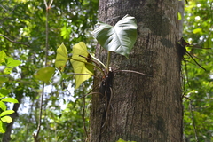 Philodendron fragrantissimum