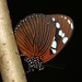 Untailed Charaxes - Photo (c) Martin Grimm, some rights reserved (CC BY-NC), uploaded by Martin Grimm