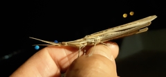 Acrida turrita