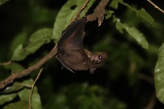 Rousettus aegyptiacus