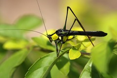 Dioncomena jagoi