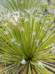 Dasylirion acrotrichum