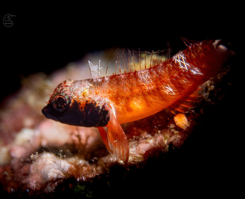 Enneapterygius atriceps, 2025-06-18