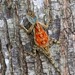 Montane Rock Agama - Photo (c) Martin Grimm, some rights reserved (CC BY-NC), uploaded by Martin Grimm