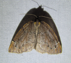 Spodolepis substriataria