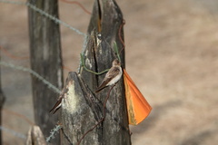 Stelgidopteryx ruficollis