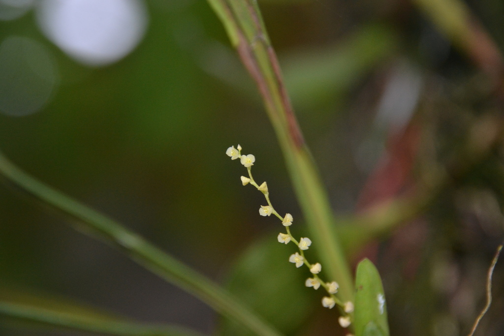 Stelis crescentiicola