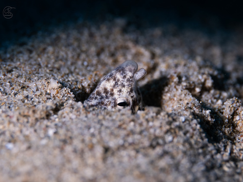 Callechelys marmorata, 2025-06-11