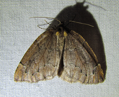 Spodolepis substriataria