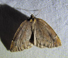 Spodolepis substriataria