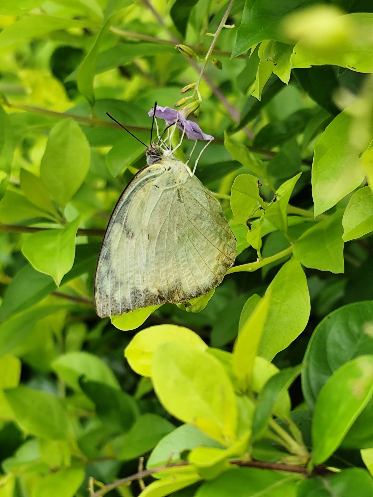 Lemon Emigrant