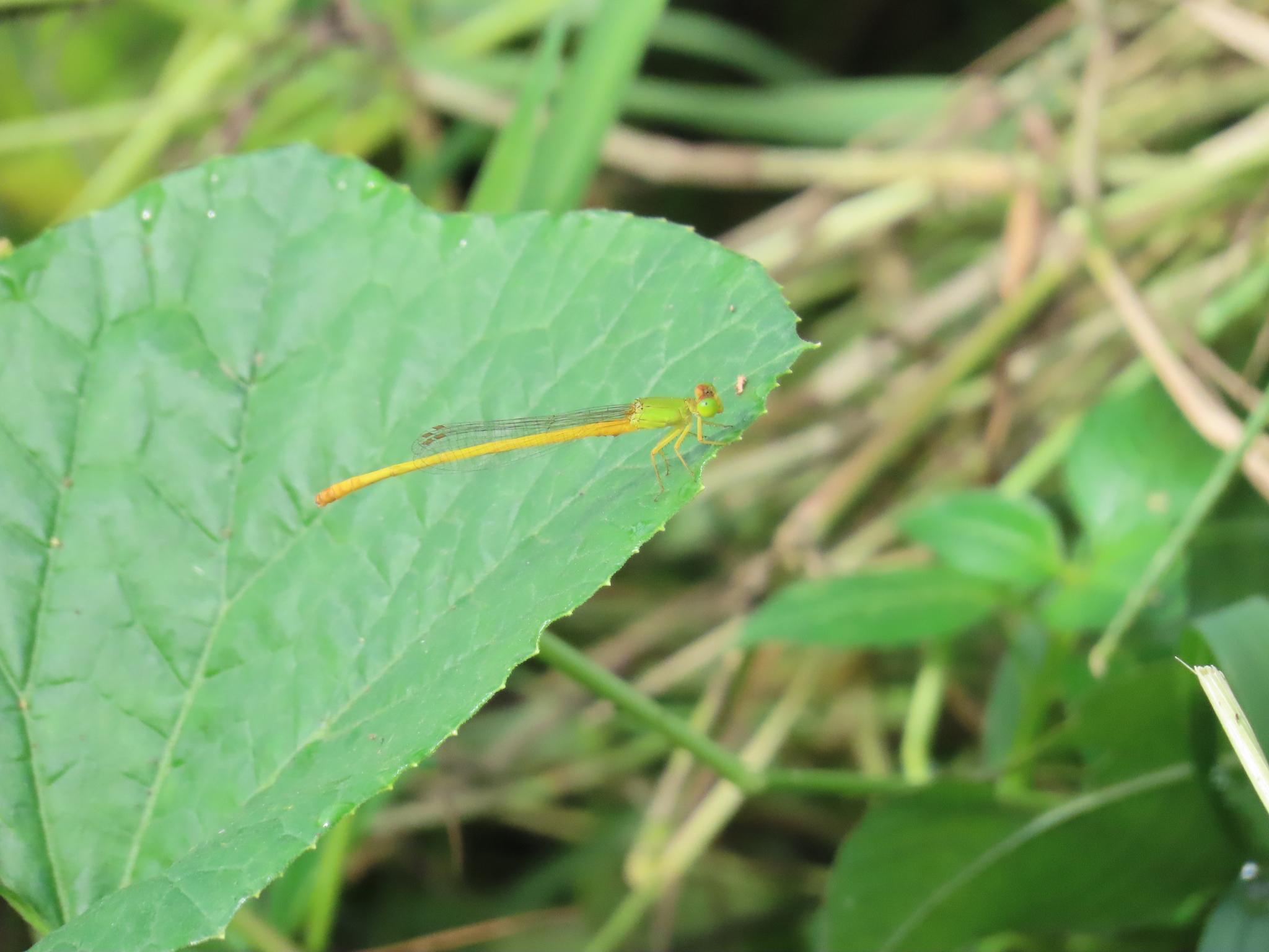 Coromandel Marsh Dart