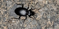Nebria kratteri