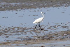 Egretta garzetta dimorpha