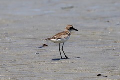 Charadrius leschenaultii