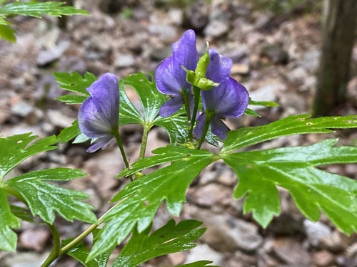 Aconitum grossedentatum iNat (3)