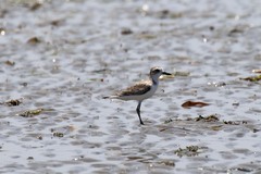 Charadrius leschenaultii