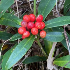 Skimmia japonica